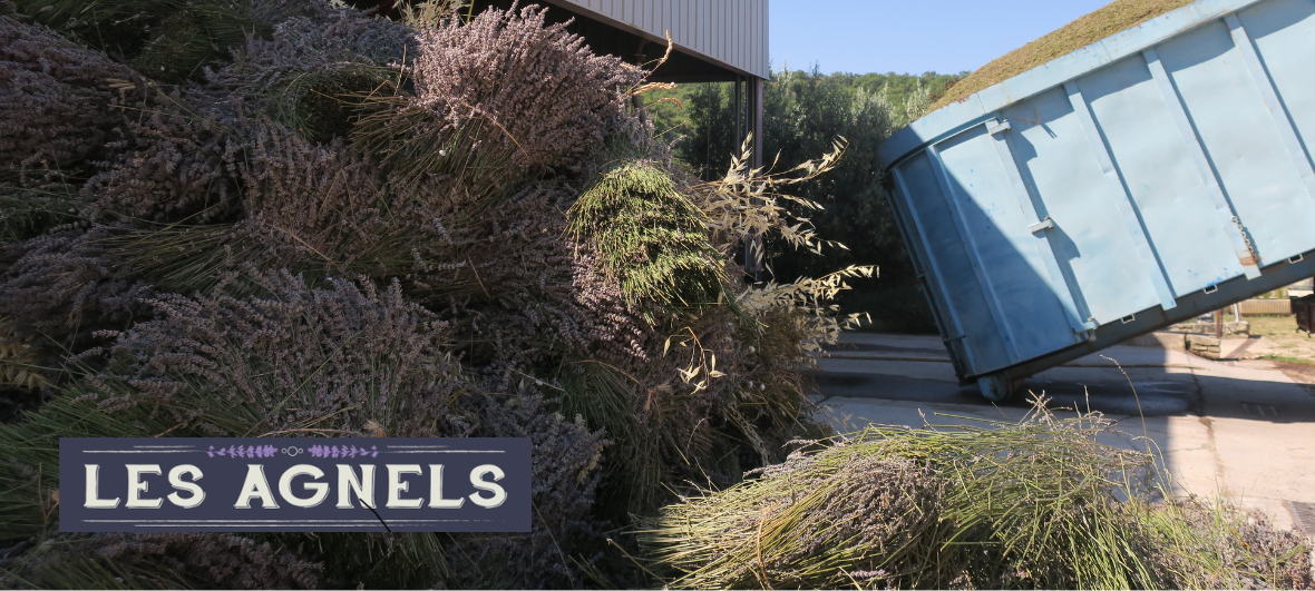 distillation de lavande les agnels apt