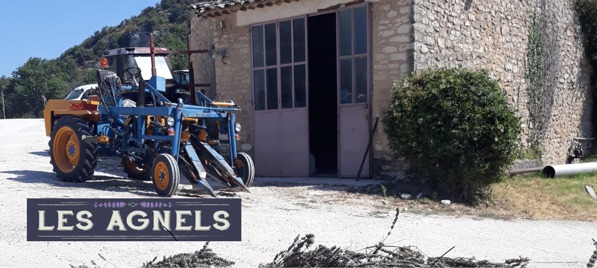 récolte de la lavande les agnels apt