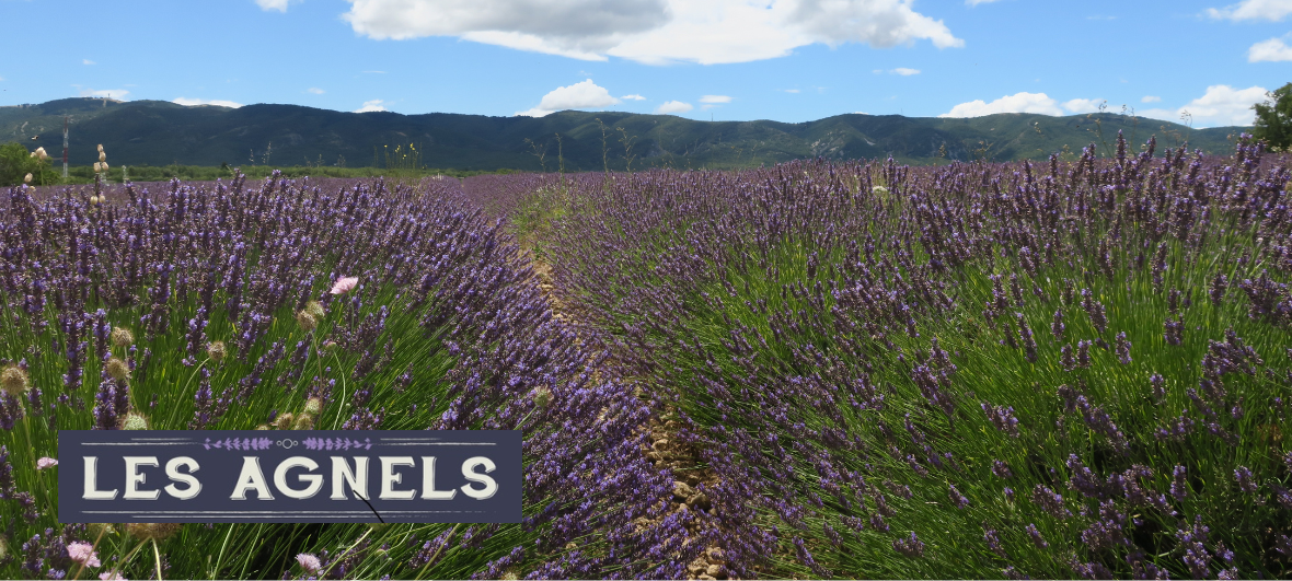 champs de lavande les agnels apt