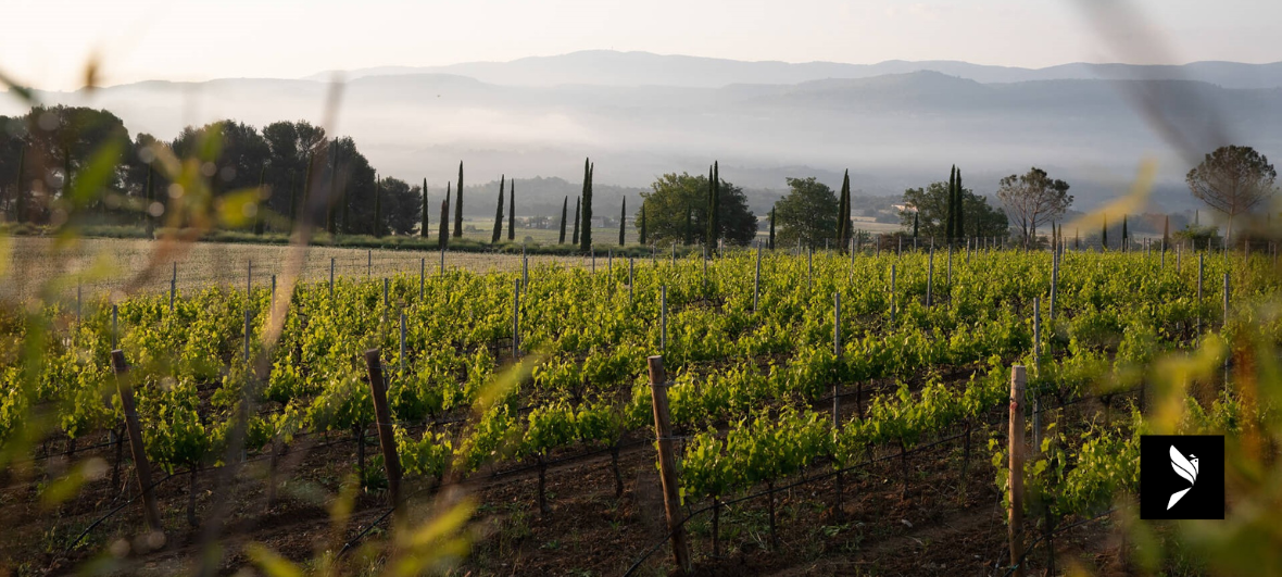 PAYSAGE DOMAINE DE LA COQUILLADE VIN BIO LUBERON