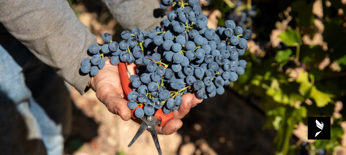 VENDANGE DOMAINE DE LA COQUILLADE LUBERON