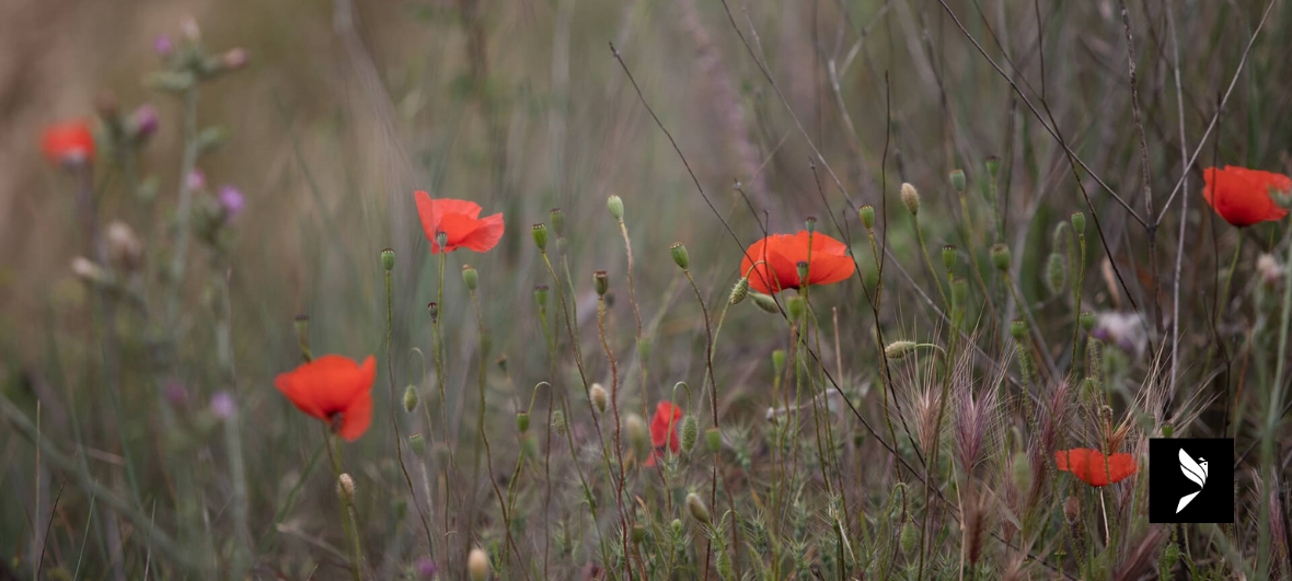 NATURE DU DOMAINE DE LA COQUILLADE BIO GOULT