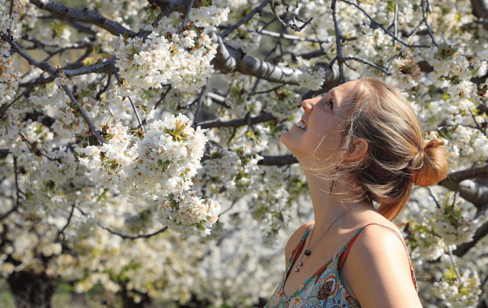 SOURIRE ET CERISIERS EN FLEURS DANS LE LUBERON VAUCLUSE