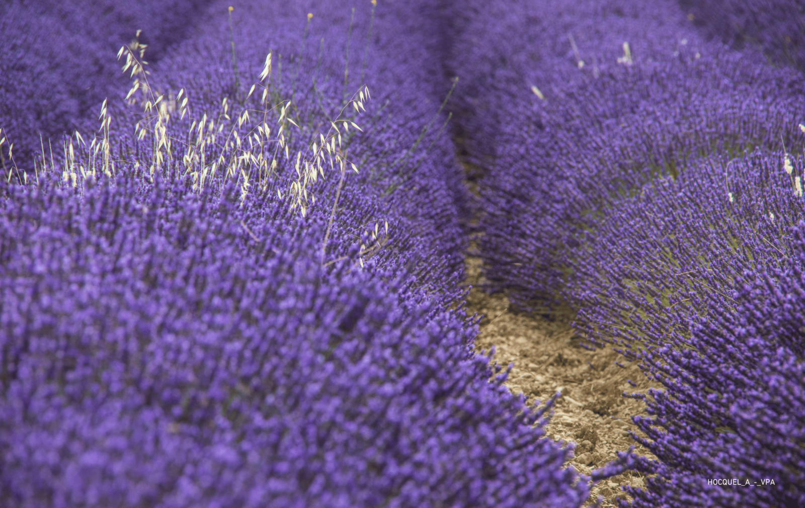 CHAMP DE LAVANDE EN PROVENCE PHOTO VAUCLUSE