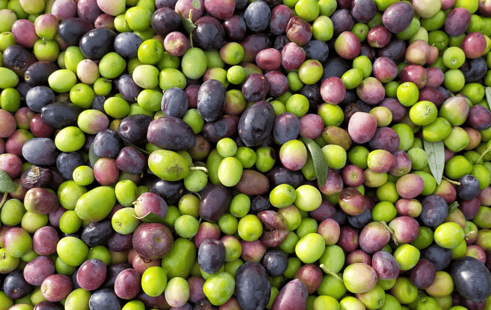 Récolte des olives en Provence, Clos des Jeannons Gordes