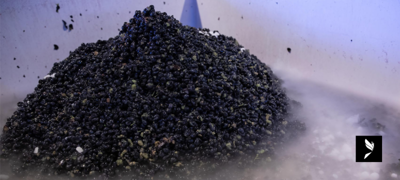 DOMAINE DE LA COQUILLADE VINIFICATION GOULT