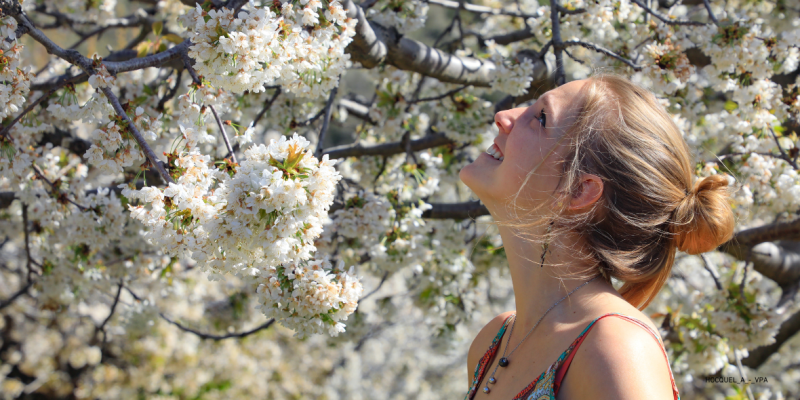 CERISIER EN FLEUR DANS LE LUBERON VAUCLUSE