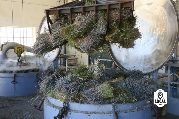 La distillerie de lavande Les agnels Apt